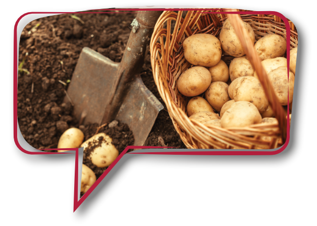 Rote Sprechblase mit Bild von Kartoffeln